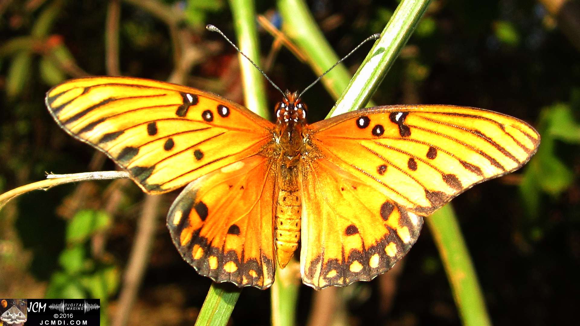 A Gulf Fritillary butterfly being released at the end of the life cycle-rearing documentary project